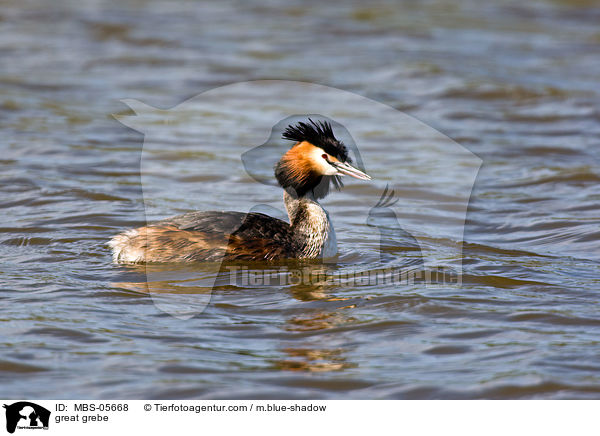 great grebe / MBS-05668