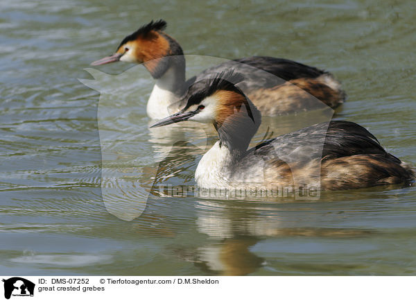 great crested grebes / DMS-07252