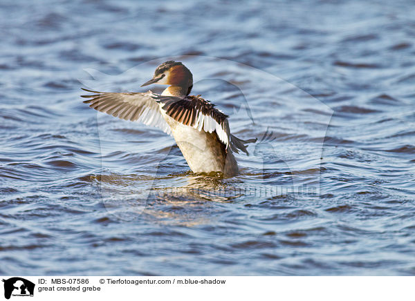 great crested grebe / MBS-07586