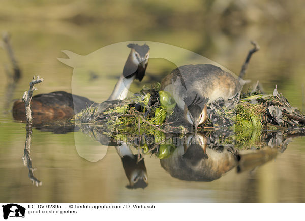 Haubentaucher / great crested grebes / DV-02895