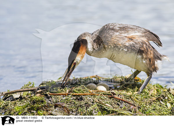 great crested grebe / MBS-11460