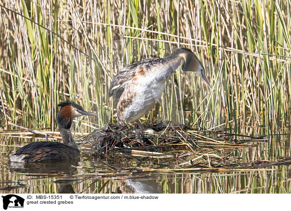 Haubentaucher / great crested grebes / MBS-15351