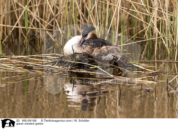 Haubentaucher / great crested grebe / WS-08198