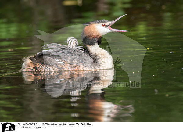 Haubentaucher / great crested grebes / WS-08228