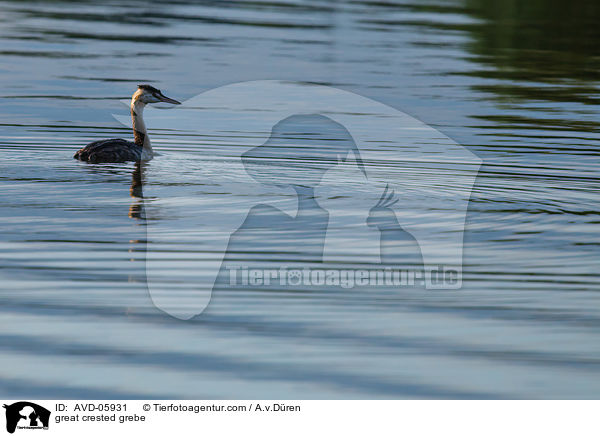 Haubentaucher / great crested grebe / AVD-05931