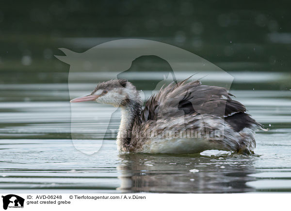 Haubentaucher / great crested grebe / AVD-06248
