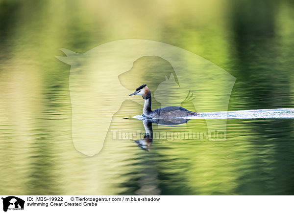 schwimmender Haubentaucher / swimming Great Crested Grebe / MBS-19922