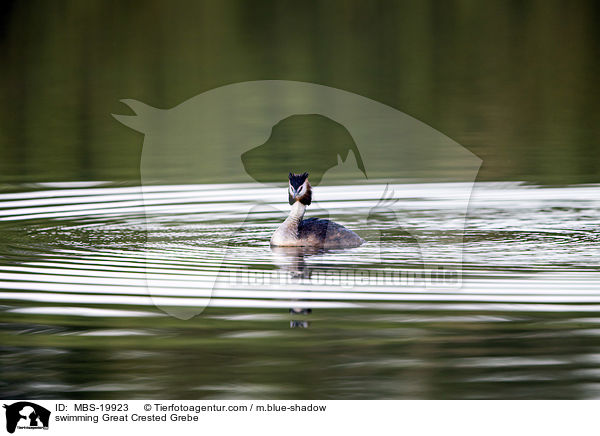 schwimmender Haubentaucher / swimming Great Crested Grebe / MBS-19923
