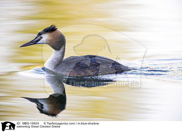 schwimmender Haubentaucher / swimming Great Crested Grebe / MBS-19924