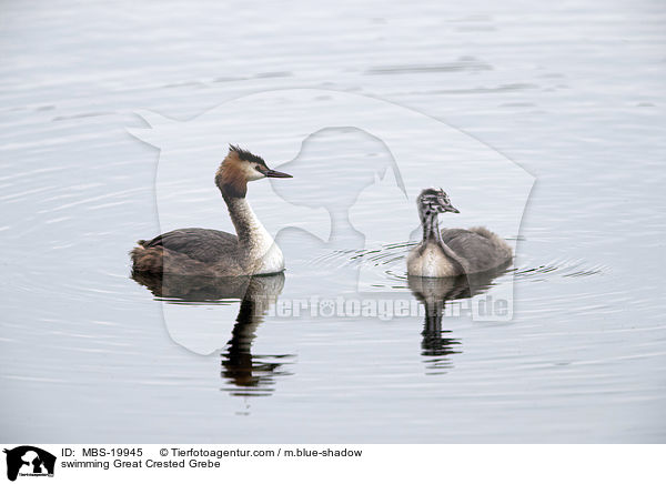 schwimmender Haubentaucher / swimming Great Crested Grebe / MBS-19945