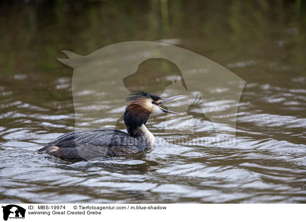schwimmender Haubentaucher / swimming Great Crested Grebe / MBS-19974