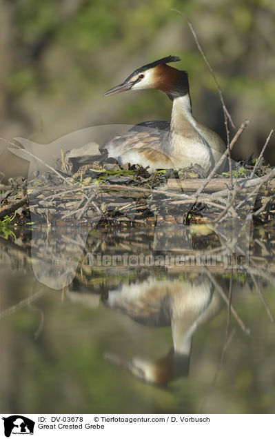 Haubentaucher / Great Crested Grebe / DV-03678