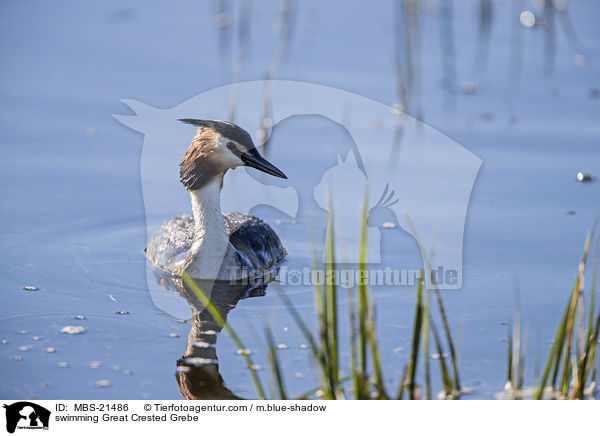 schwimmender Haubentaucher / swimming Great Crested Grebe / MBS-21486