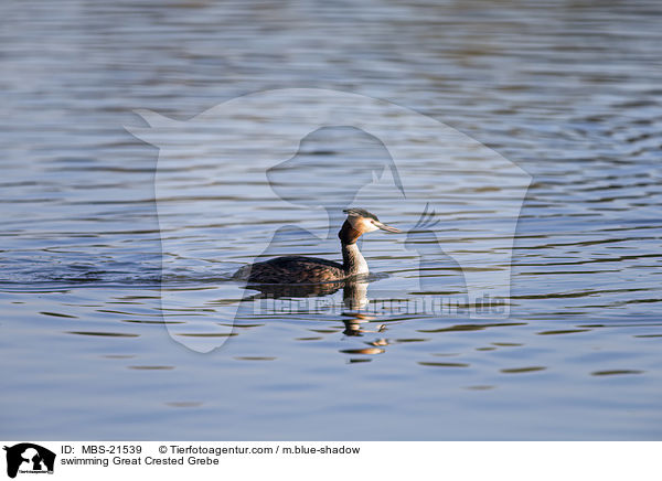 schwimmender Haubentaucher / swimming Great Crested Grebe / MBS-21539