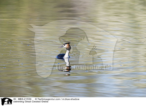 schwimmender Haubentaucher / swimming Great Crested Grebe / MBS-21559