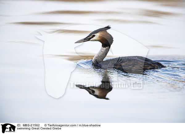 swimming Great Crested Grebe / MBS-21582