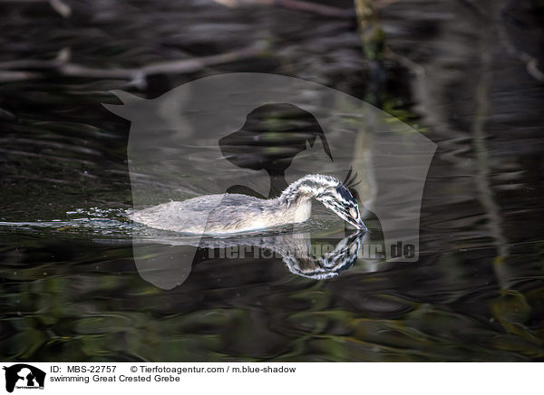 schwimmender Haubentaucher / swimming Great Crested Grebe / MBS-22757