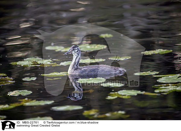 swimming Great Crested Grebe / MBS-22761