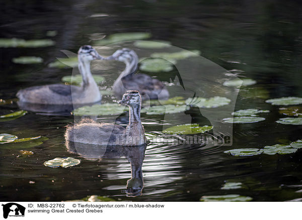 schwimmende Haubentaucher / swimming Great Crested Grebes / MBS-22762