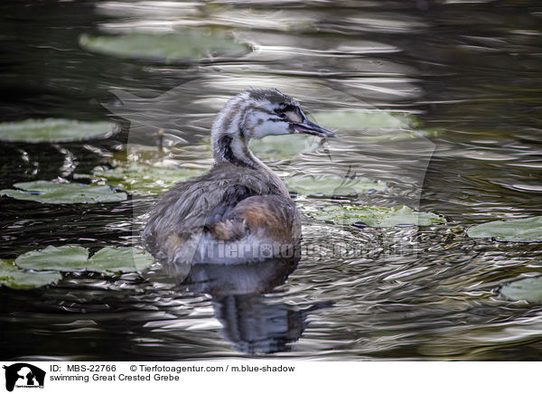swimming Great Crested Grebe / MBS-22766