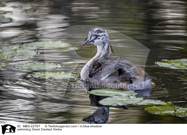schwimmender Haubentaucher / swimming Great Crested Grebe / MBS-22767