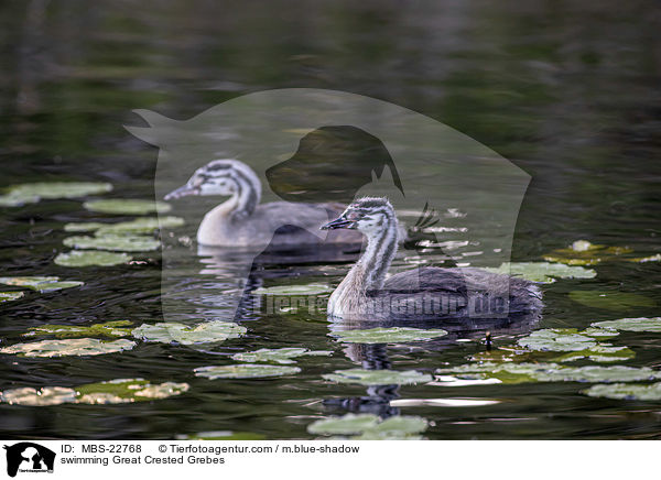 swimming Great Crested Grebes / MBS-22768