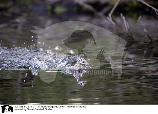 schwimmender Haubentaucher / swimming Great Crested Grebe / MBS-22771