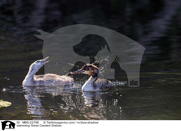swimming Great Crested Grebes / MBS-22786