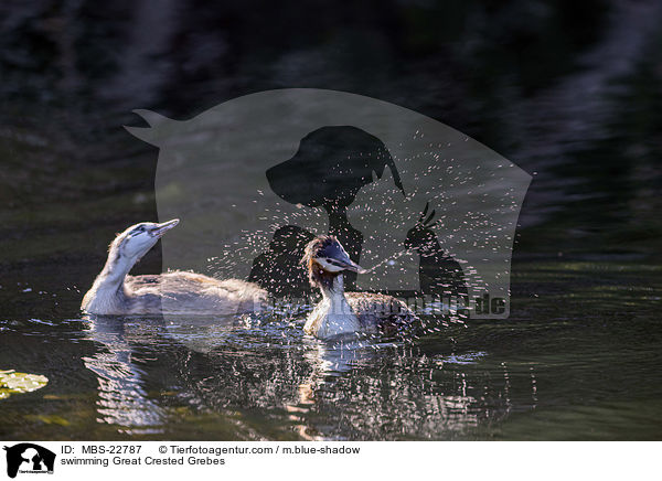swimming Great Crested Grebes / MBS-22787