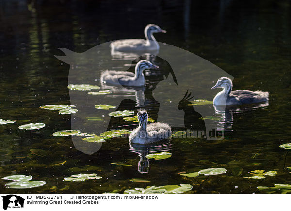 swimming Great Crested Grebes / MBS-22791