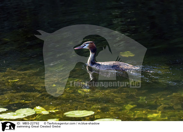 swimming Great Crested Grebe / MBS-22792
