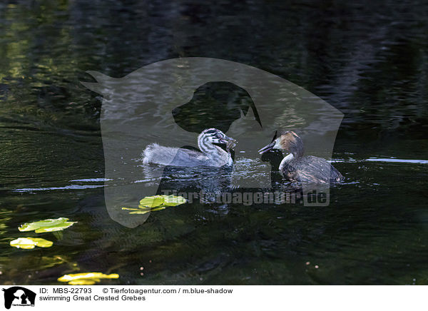 swimming Great Crested Grebes / MBS-22793