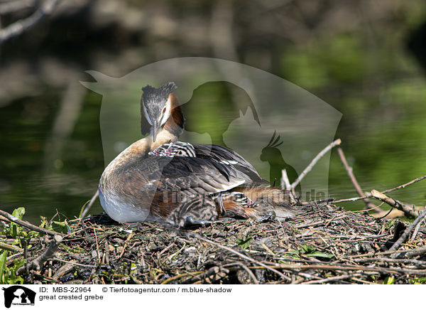 Haubentaucher / great crested grebe / MBS-22964