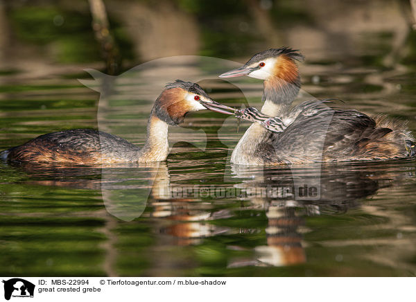 Haubentaucher / great crested grebe / MBS-22994