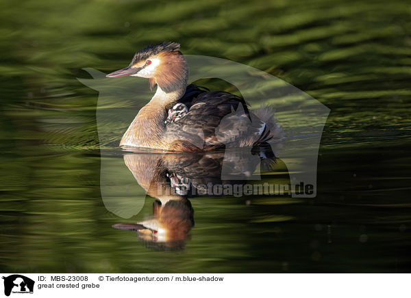 Haubentaucher / great crested grebe / MBS-23008
