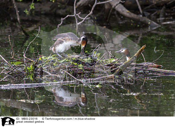 Haubentaucher / great crested grebes / MBS-23016