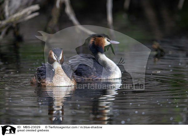 great crested grebess / MBS-23029