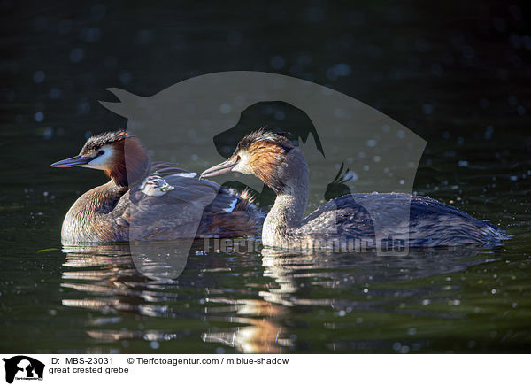 great crested grebe / MBS-23031