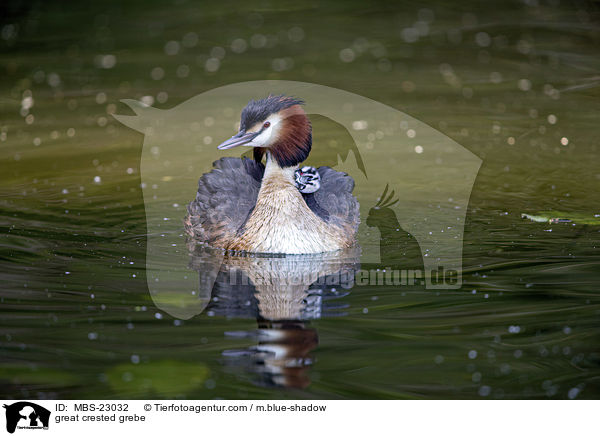 great crested grebe / MBS-23032