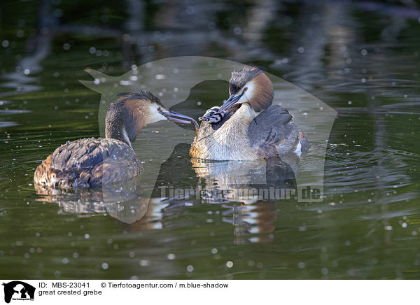 great crested grebe / MBS-23041