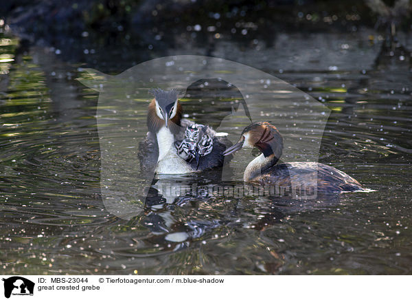 great crested grebe / MBS-23044