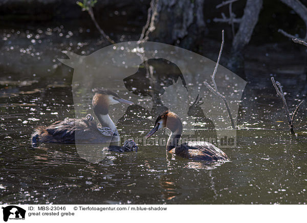 great crested grebe / MBS-23046