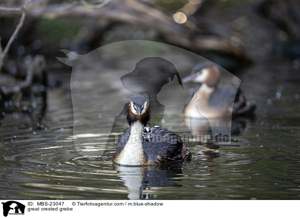 great crested grebe / MBS-23047