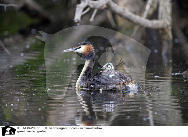 Haubentaucher / great crested grebe / MBS-23053