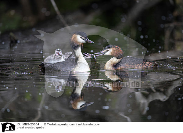 great crested grebe / MBS-23054