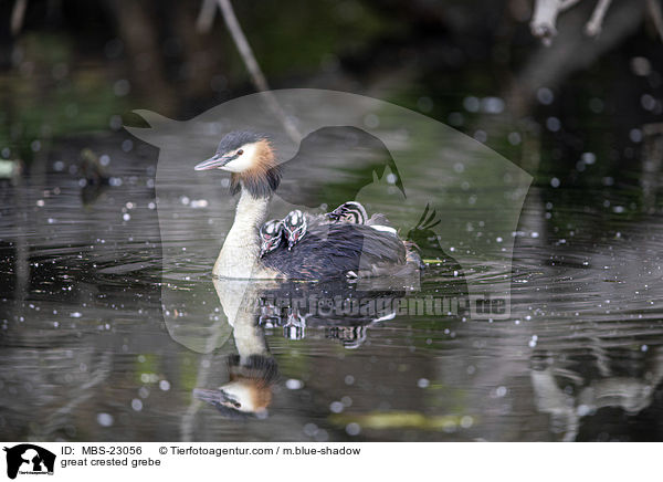 Haubentaucher / great crested grebe / MBS-23056