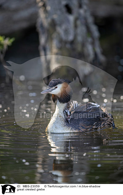 Haubentaucher / great crested grebe / MBS-23059