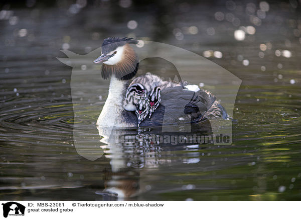 great crested grebe / MBS-23061