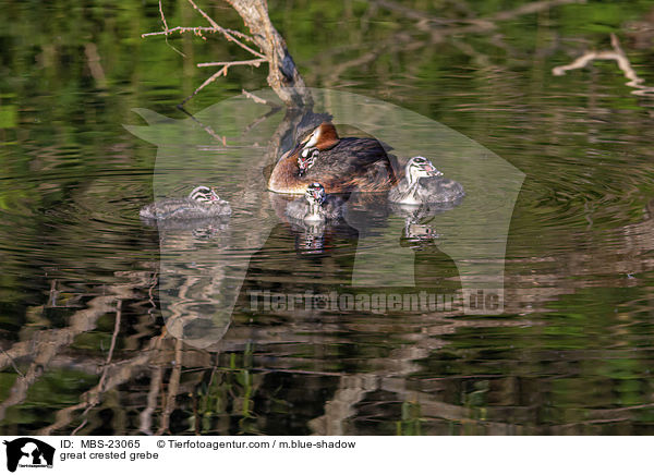 Haubentaucher / great crested grebe / MBS-23065