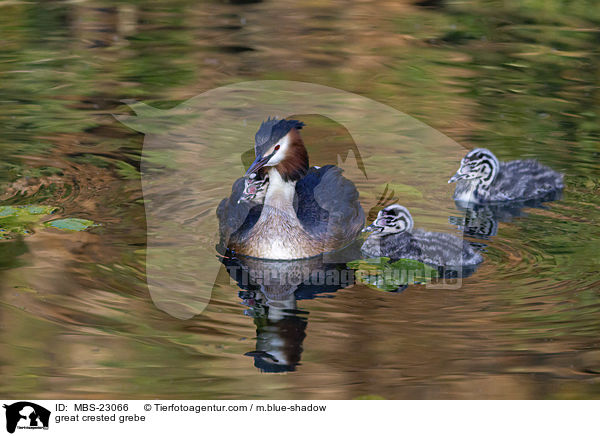Haubentaucher / great crested grebe / MBS-23066